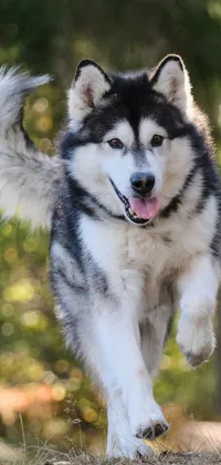 This phone live wallpaper features a beautiful black and white husky dog in motion, running through an autumn forest
