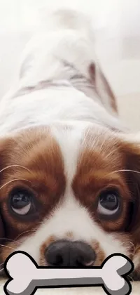This lively and adorable live phone wallpaper features a cute brown and white dog snuggled up next to a scrumptious bone