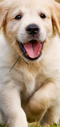 This lively live wallpaper captures a close-up of a blond-furred lab as it energetically runs through the grass with an evil grin on its face