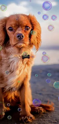 This live phone wallpaper features a charming brown Cavalier King Charles Spaniel sitting atop a sandy beach during a brilliant sunset