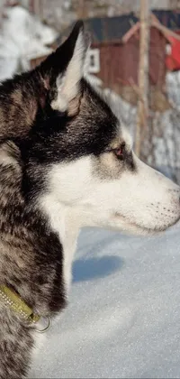 This phone live wallpaper features a stunning image of a husky dog in the snow, set against a serene backdrop of a Norwegian forest and village