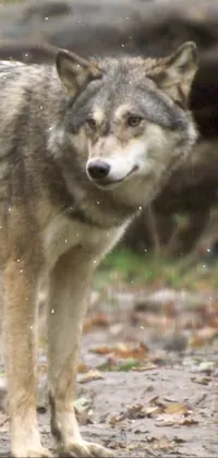 Looking for a stunning live wallpaper to brighten your phone screen? Look no further than this incredible portrait of a grey wolf in a forest setting