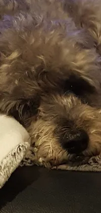 This mobile live wallpaper depicts an adorable dog resting on a cozy couch while wearing a grey fur robe