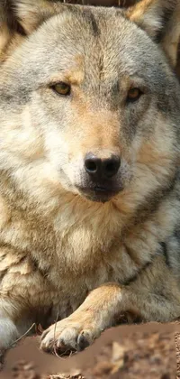 lone wolf Live Wallpaper