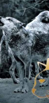 This dynamic phone live wallpaper features a captivating image of two majestic wolves standing together