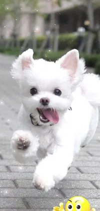 This phone live wallpaper features a cute, white dog running on a sidewalk, with an impressive level of detail on its fur
