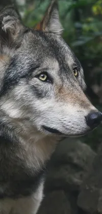 Dog Carnivore Dog Breed Live Wallpaper