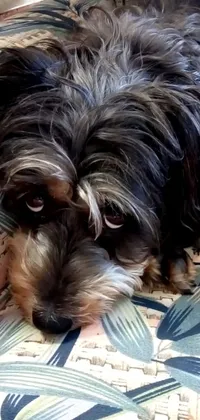 This phone live wallpaper features an adorable havanese dog lying down on a comfortable bed