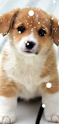 This phone live wallpaper showcases a charming brown and white puppy that sits on a wooden floor