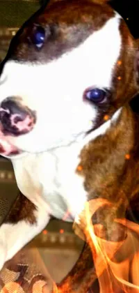Dog Carnivore Dog Breed Live Wallpaper