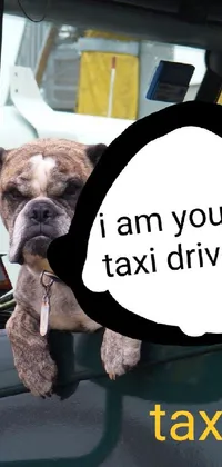 dog is a taxi driver xd Live Wallpaper