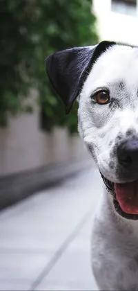 This lively phone wallpaper showcases a beautiful black and white pitbull standing happily on a sidewalk captured in a high-quality unsplash photo