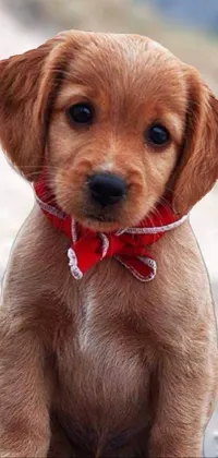 Looking for a stunning phone live wallpaper that features a charming brown dog with a golden retriever temperament, topped off with a stylish red bow tie and a beautiful picture or scenery background? Look no further than this detailed and meticulously crafted image, which showcases the dog's expressive eyes, wagging tail, and fluffy fur coat