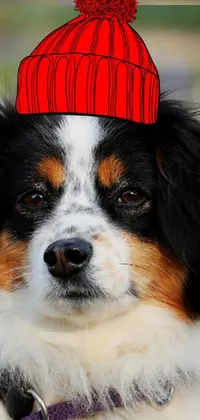 This AI-generated live wallpaper for your phone features an adorable black and white dog wearing a cozy red wool hat against a black and white background