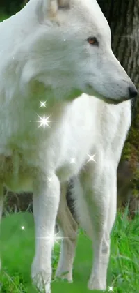 wolf Live Wallpaper