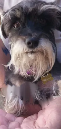 This phone live wallpaper features a close-up of a person holding a small Havense dog, wearing a collar, while facing the camera