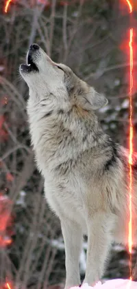 wolf howling  Live Wallpaper