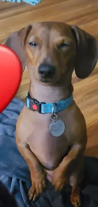 This live wallpaper of a brown weenie dog sitting on a wooden floor next to a red heart adds a touch of sweetness to your phone