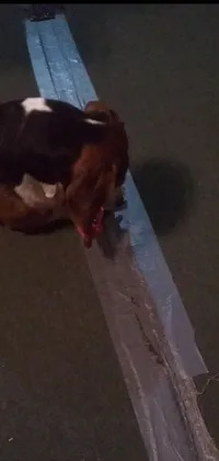 Dog Carnivore Fawn Live Wallpaper
