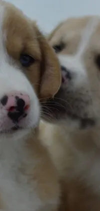 This phone live wallpaper features two adorable brown and white puppies with kind blue eyes and wide lips