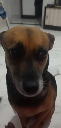 This phone live wallpaper showcases a charming brown and black dog sitting on a tiled floor