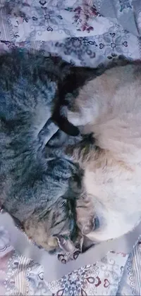 Bring your phone screen to life with this cozy live wallpaper featuring two cute cats snuggled up together on a bed