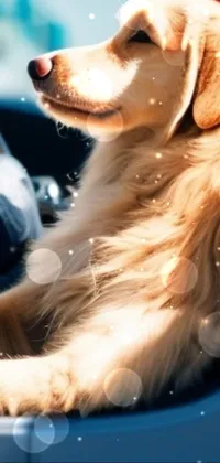 This live wallpaper showcases a golden retriever sitting in the driver's seat of a car, enjoying a scenic drive