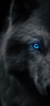 This live phone wallpaper showcases a fierce and mesmerizing wolf with striking blue eyes against a backdrop of blue and black tones, inspired by neo-primitive art style