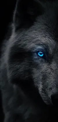 This mesmerizing live wallpaper displays a close-up view of a majestic wolf with vivid blue eyes