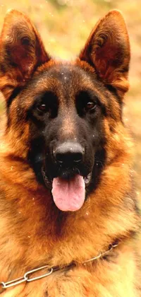 Dog Carnivore German Shepherd Dog Live Wallpaper