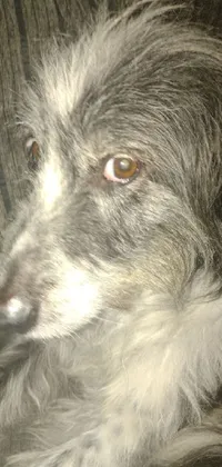 This live wallpaper features a close-up image of a tired and haunted-looking dog with a dark grey coat and striking white eyes