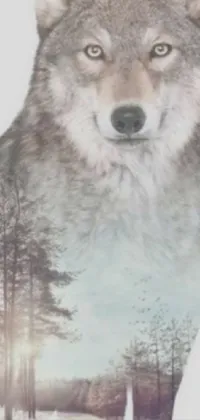 Dog Carnivore Grey Live Wallpaper