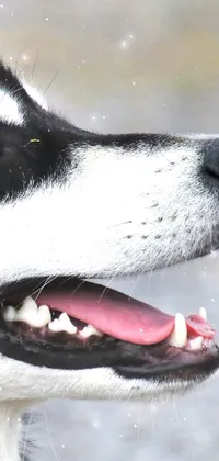 Dog Carnivore Jaw Live Wallpaper