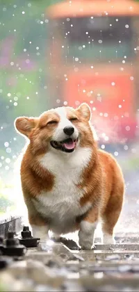This lively phone wallpaper features an adorable brown and white corgi standing attentively on a train track amidst a hail storm