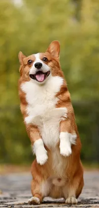 Looking for an adorable live wallpaper for your phone? Check out this lively brown and white corgi in a playful jump pose