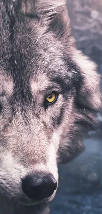 Bring the rugged beauty of nature to your phone with a stunning live wallpaper featuring a close-up of a wolf in the snow