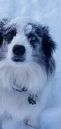 Looking for a stunning live wallpaper for your phone? This striking black and white dog sitting in the snow is the perfect choice