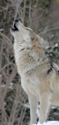 This live wallpaper showcases a captivating image of a wolf standing on a snow-covered hillside in New Mexico