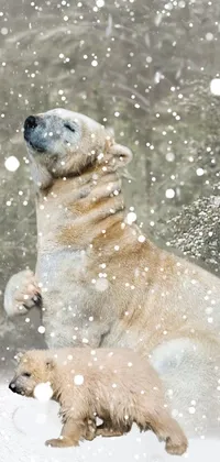 Polar Bears Live Wallpaper