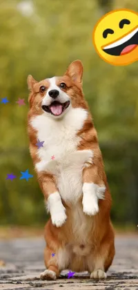 funny dog Live Wallpaper