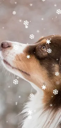 This phone live wallpaper showcases a close-up of an Australian Shepherd in a misty winter backdrop