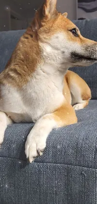 Get your phone ready for cuddly moments with this live wallpaper featuring a Shiba dog laying on a couch