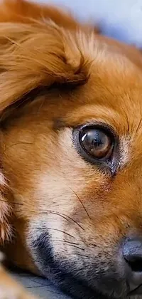 Dog Carnivore Whiskers Live Wallpaper