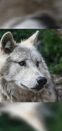 Dog Carnivore Wolf Live Wallpaper