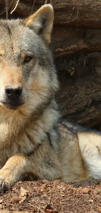 Enjoy the natural beauty of a majestic wolf with this phone live wallpaper