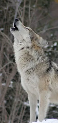 This phone live wallpaper features a wolf standing on a snow covered hillside, viewed from the side in a 3/4 angle