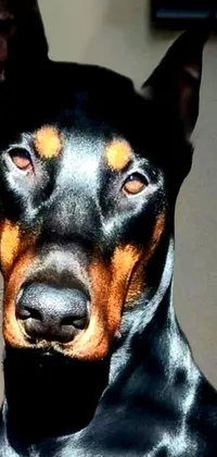 This stunning phone live wallpaper features a hyperrealistic image of a rottweiler rabbit hybrid