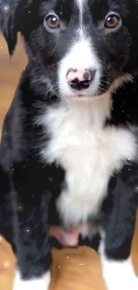 Enjoy this stunning live wallpaper featuring a black and white border collie sitting on a wooden floor