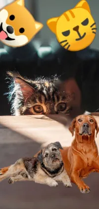 Dog Cat Vertebrate Live Wallpaper