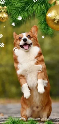 Dog Christmas Tree Organism Live Wallpaper